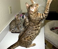 SierraGold Bengals, Gwenivere, Merlin and Lancelot<br>